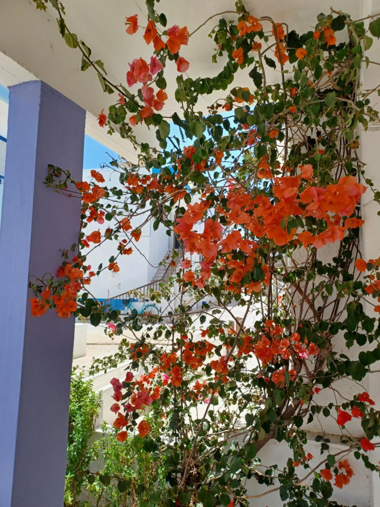 Mastichari Nektaria Studio Apartment Exterior foto
